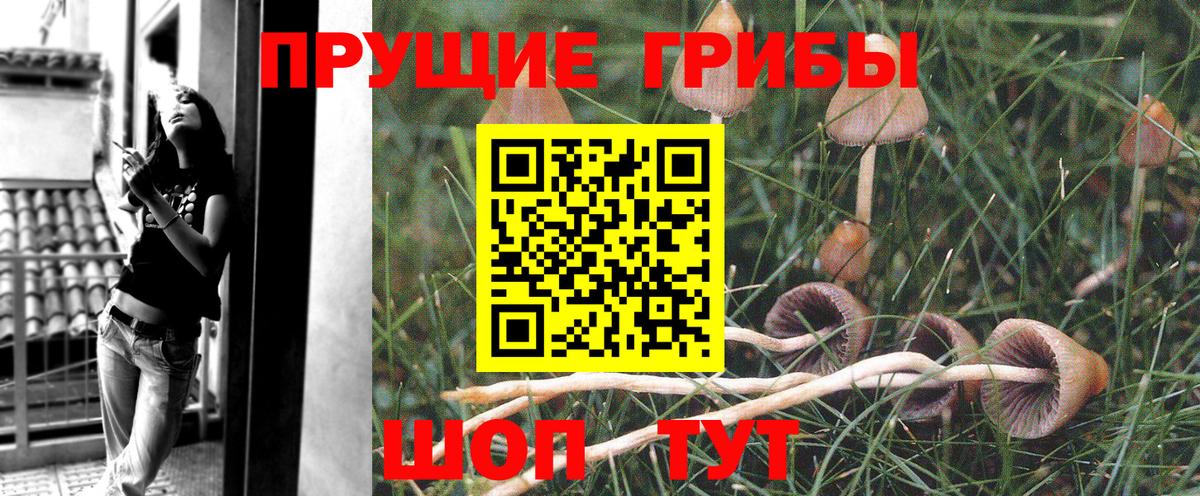купить наркотики цена  Псилоцибиновые грибы Magic Shrooms  Галлюциногенные грибы Magic Shrooms  Вход с VPN  Саянск 